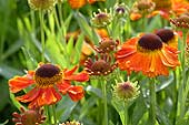 sommerliches Blumenbeet